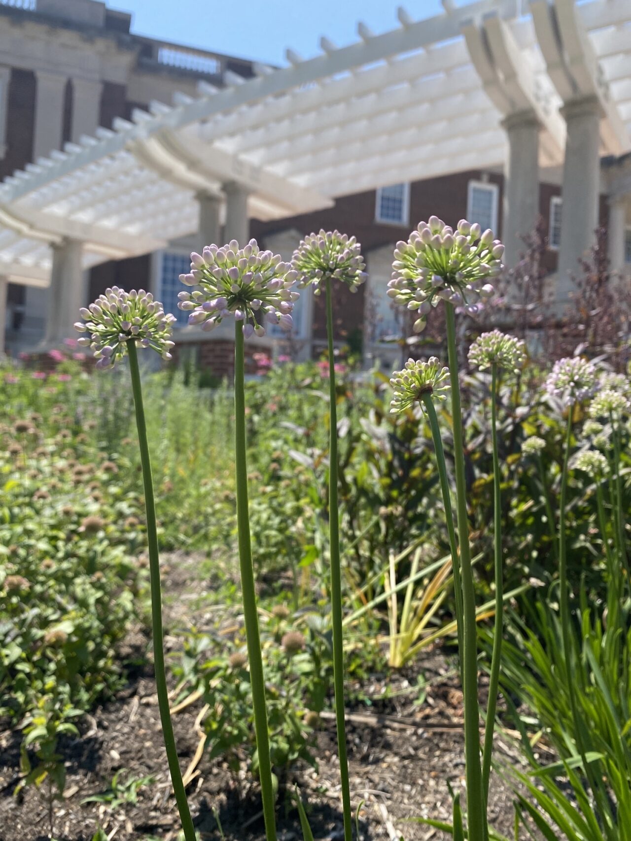 Allium Jaffee History Trail