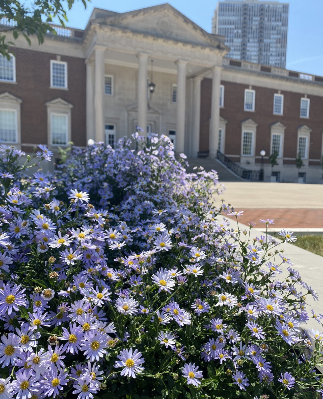 Aster Jaffee History Trail