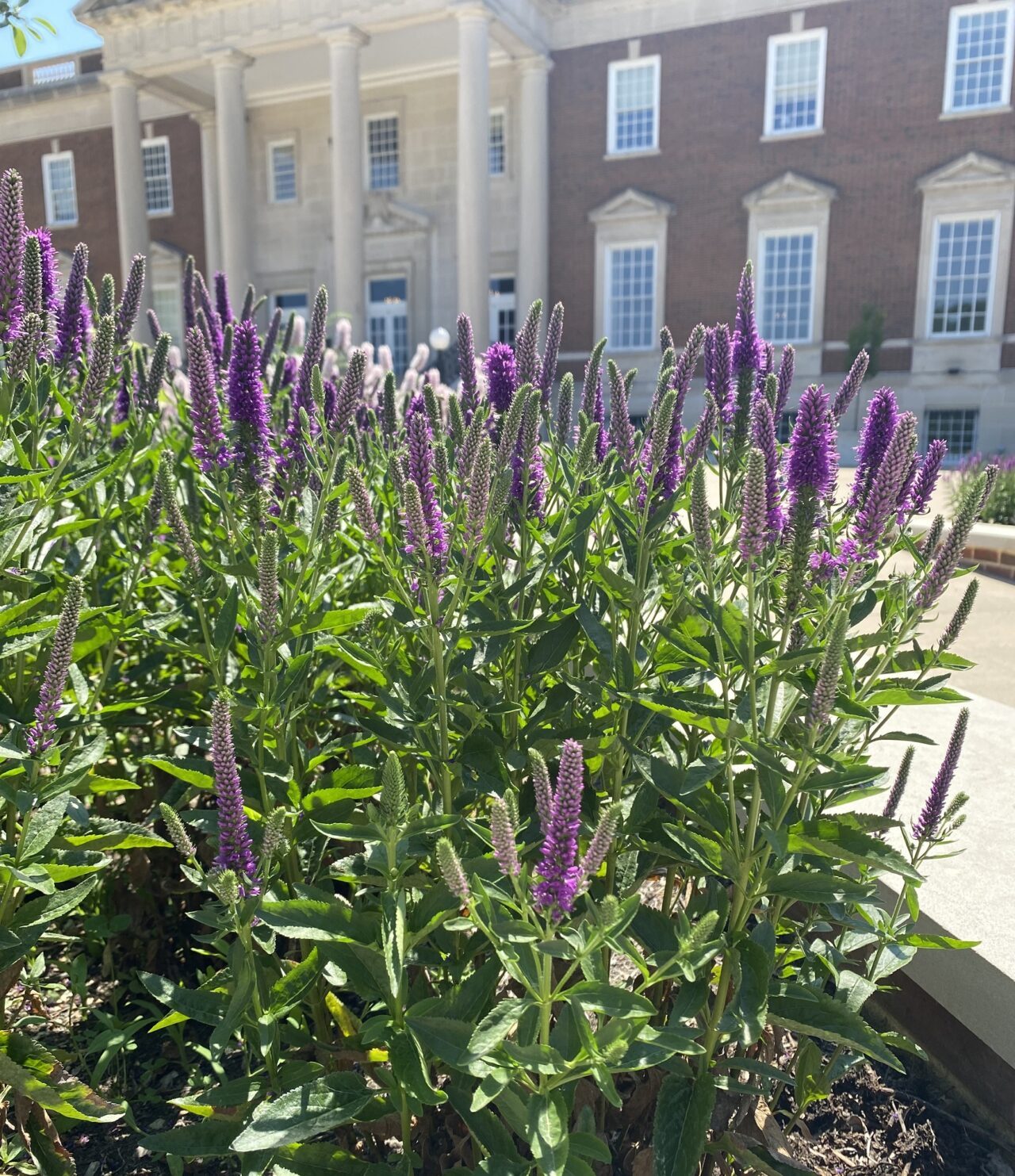 Veronica Jaffee History Trail